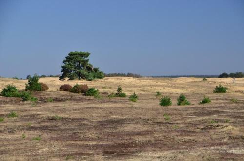 Comfortabel Tot Rust Komen In Het Veluwse Bos