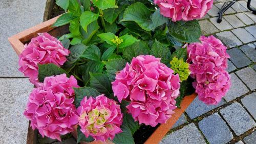 Bed & Breakfast Hotel-caf� 3 Kronen