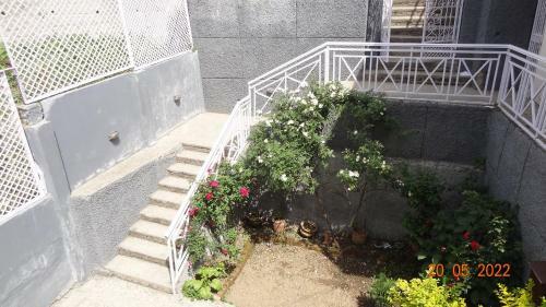 Maple Park Mashobra