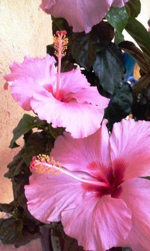 Bed&breakfast La Siepe