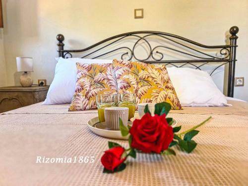 Rizomia1865