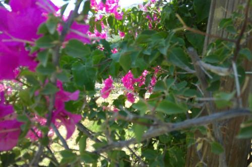 Villa Frangipani With Large Private Pool, Rhodes