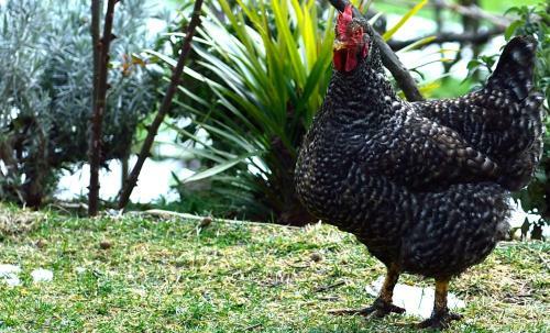 B&B Il Tintore