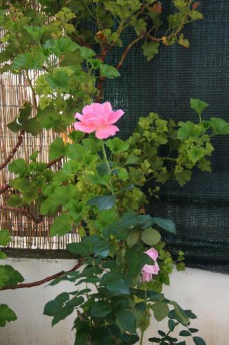 Bed & Breakfast Il Giglio