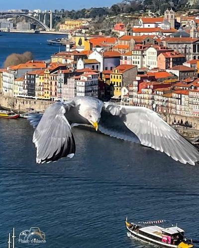 Casa Mira Douro