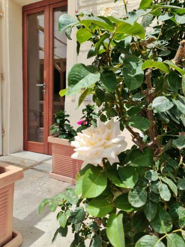 Hostal Villa Manini Suites