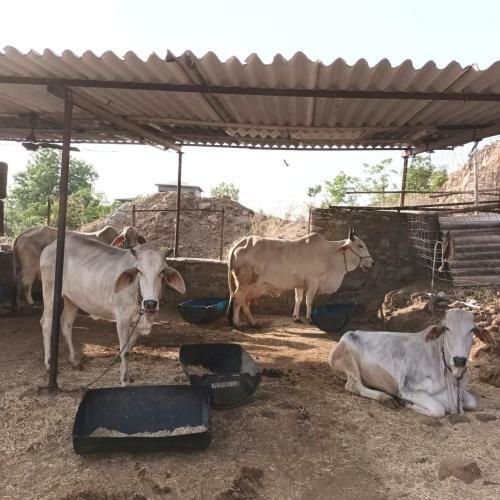 Ranakpur Farm House