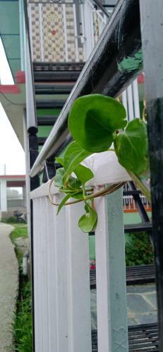 Heavenview Homestay