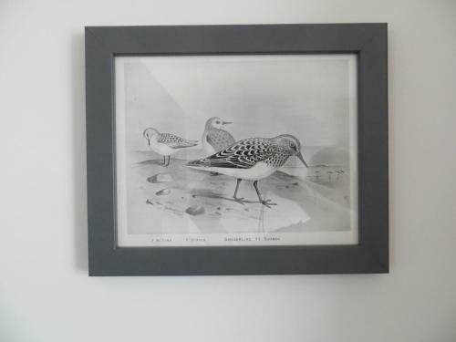 Sanderling