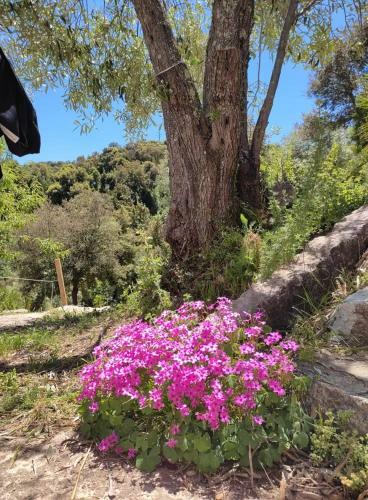 Yogaville Sardegna