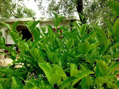 Holiday Apartment Orchidea With Swimming Pool And Private Beach -2