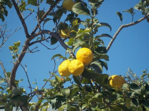 Holiday Apartment Orchidea With Swimming Pool And Private Beach -2