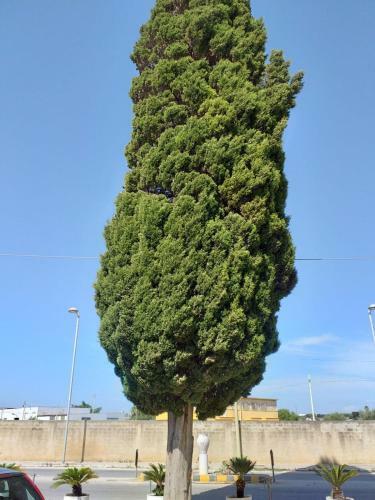 Bed & Breakfast L'albero Bello Holiday