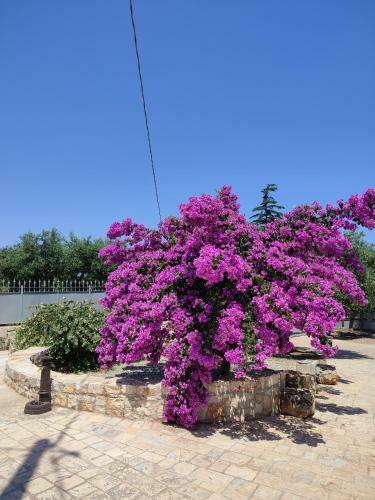 I Trulli Di Nonno Oronzo