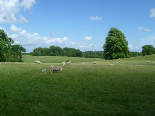 Knightwood Bell New Forest