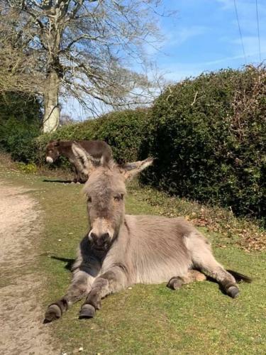 Apartamento Mill Lane Farm Holiday Cottages
