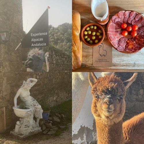 Villa Experience Alpacas In Andalucia