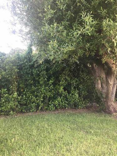 Apartamento Il Giardino Di Allegra