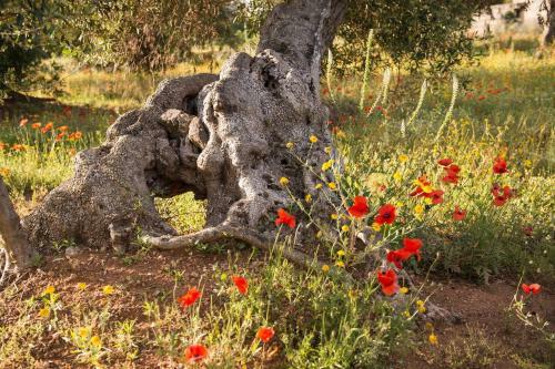 Charming And Luxury Villa Close To Ostuni