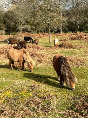 Apartamento New Forest Hideaway- Self Catering Accommodation