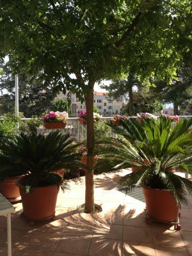 B&B Solacium