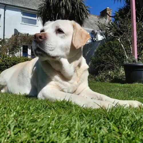 Bed & Breakfast Coastguard Cottage Newquay