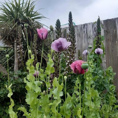Bed & Breakfast Coastguard Cottage Newquay