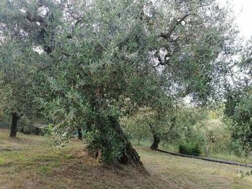 B&B Coldifiore