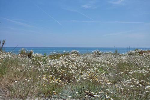 Villa D'architecte Pieds Dans L'eau 800m Parc Galea