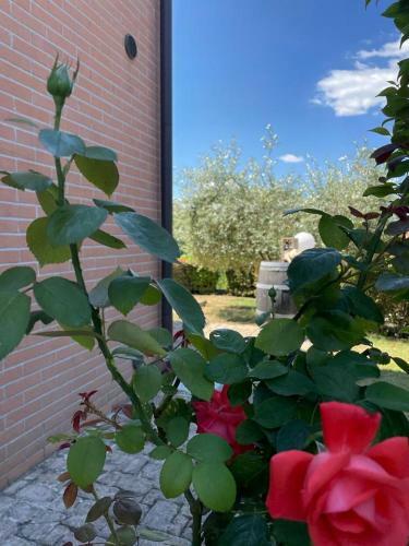 Apartamento L'olivo Nel Chianti