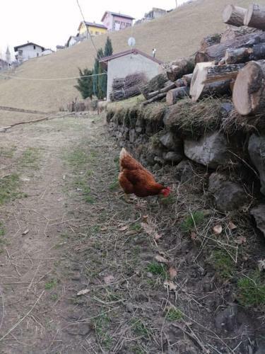 Graziosa, Casetta In Valgerola