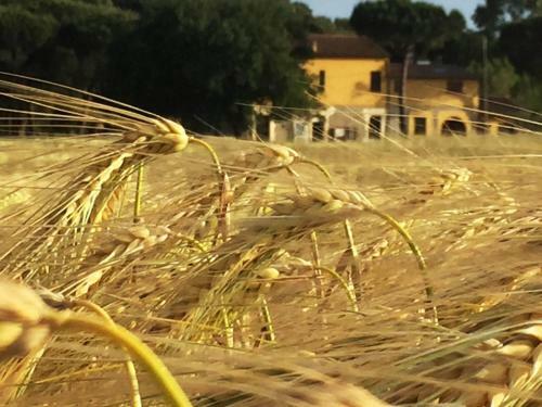 Apartamento Podere La Grande Quercia