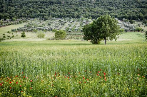 Bed & Breakfast Masseria Mazzalorsa