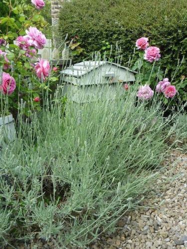 Lavender Cottage