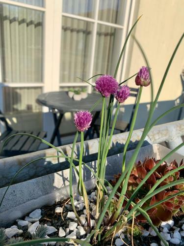 Apartamento Moritzburg Appartement