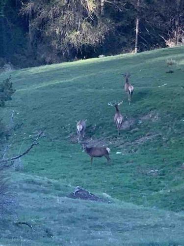 Apartamento Valberg 8 Couchages Cocon Familial