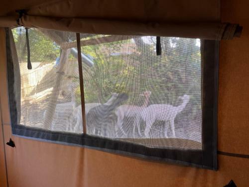 Lion King Safari Tent