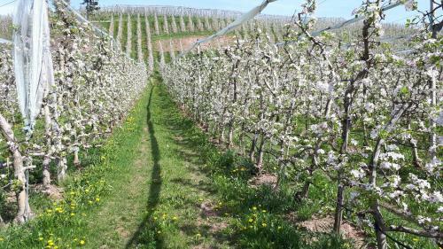 Bed & Breakfast I Girasoli