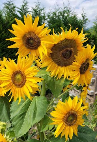 Bed & Breakfast I Girasoli