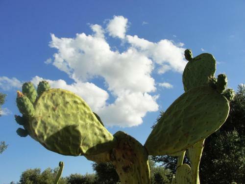 Agroturismo Rilassante Dimora Tra Gli Ulivi