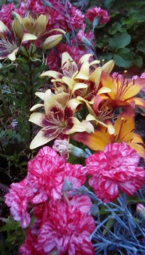 Bed & Breakfast Beechlands B & B