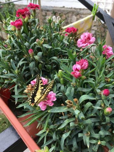 B&B Il Pettirosso