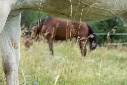 Agroturismo El Malget