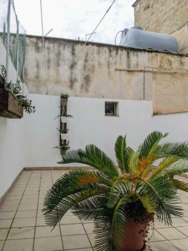 Apartamento Appartamento Marino Centro Storico Con Terrazza