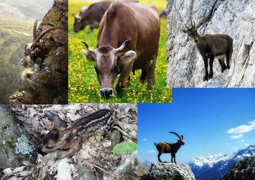Bed & Breakfast Garni La Genziana