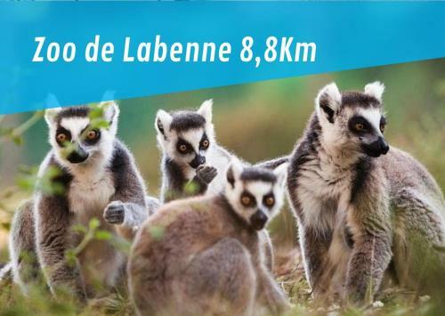 Apartamento Le Cactus Landais