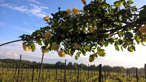 Agroturismo Cascina La Maddalena Bed & Wine