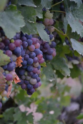 Agroturismo Cascina La Maddalena Bed & Wine