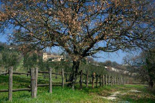 Agroturismo Rustico Del Conero