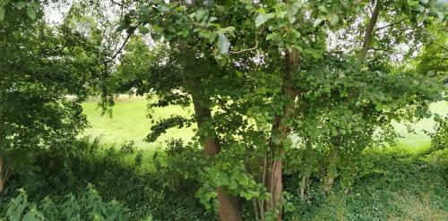 Gem�tliches Ferienhaus An Der Schilde